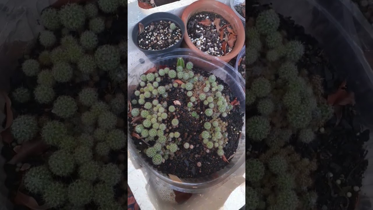 Mix de sementes de cactos 🌵