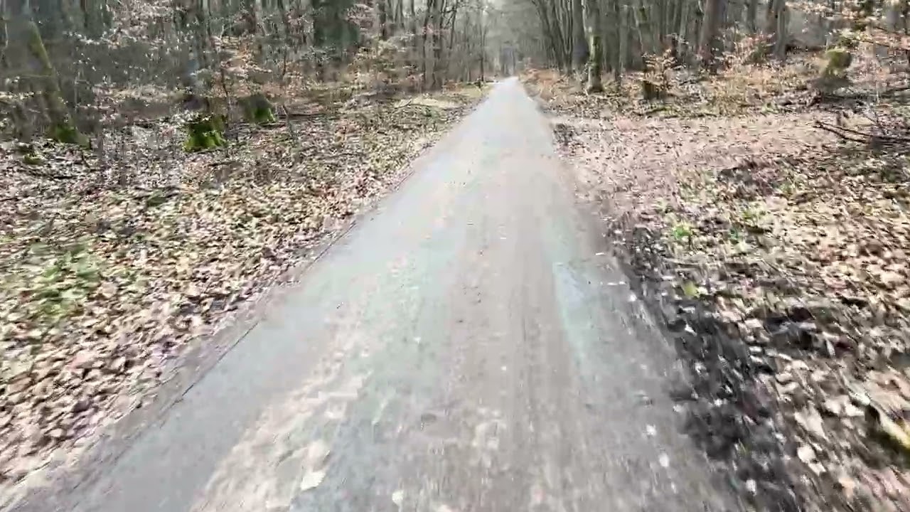 Cycling through the forest / ველოსიპედით ტყეში #bicycle 