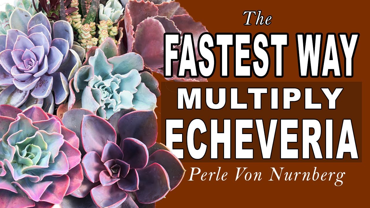 The Secret to Multiplying Echeverias FAST! | Echeveria PVN Propagation + Creative DIY Idea