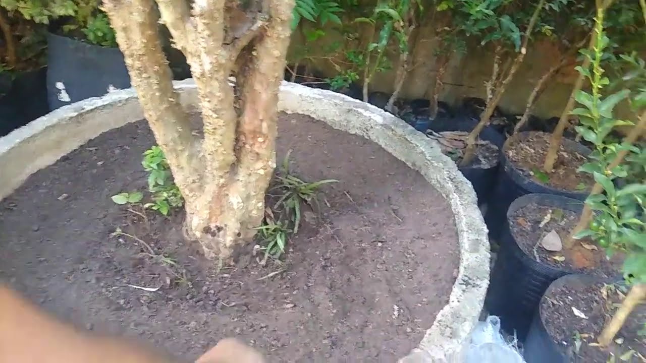 jabuticabeira híbrida gigante   com 20 anos dicas de vaso e adubação