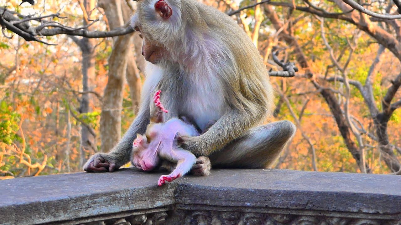 Oh, What is wrong! Mom Monkey Moka put tiny baby without holding properly