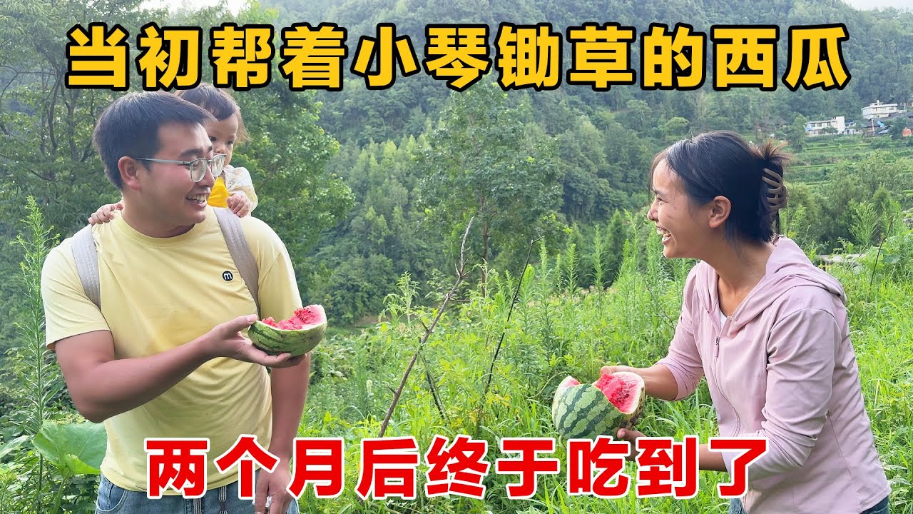 两个月前帮着小琴锄草的西瓜，李俊和小琴他们都吃腻了我才吃到