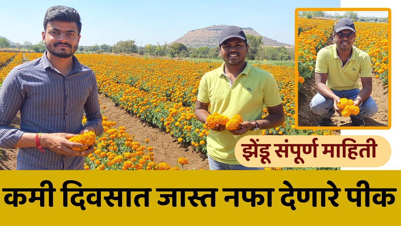 चार महिन्यात चांगला पैसा मिळवून देणारी झेंडू शेती | Marigold Farming | Zendu Sheti
