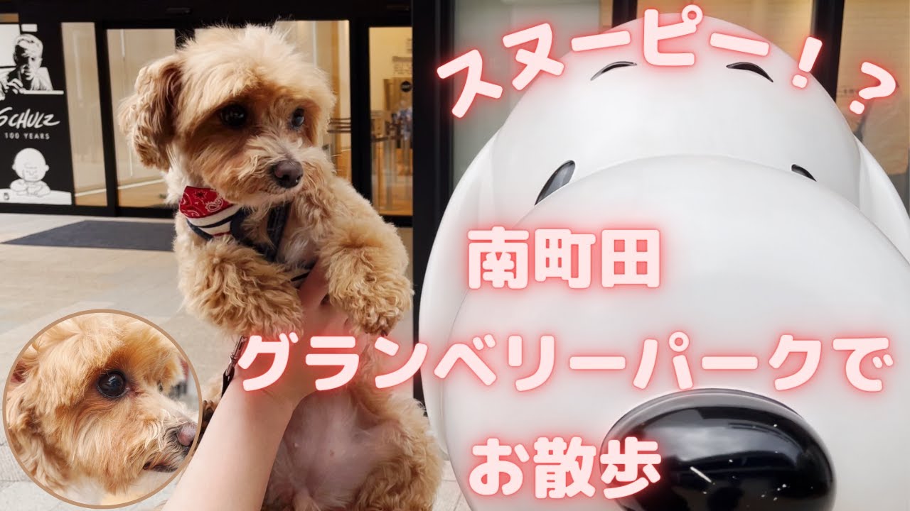 【南町田グランベリーパーク】で愛犬（チワプー）と散歩してきました