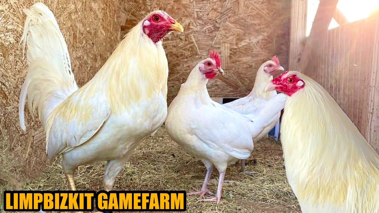 Beautiful Birds White Kelso Kanawayon | LIMPBIZKIT GAMEFARM