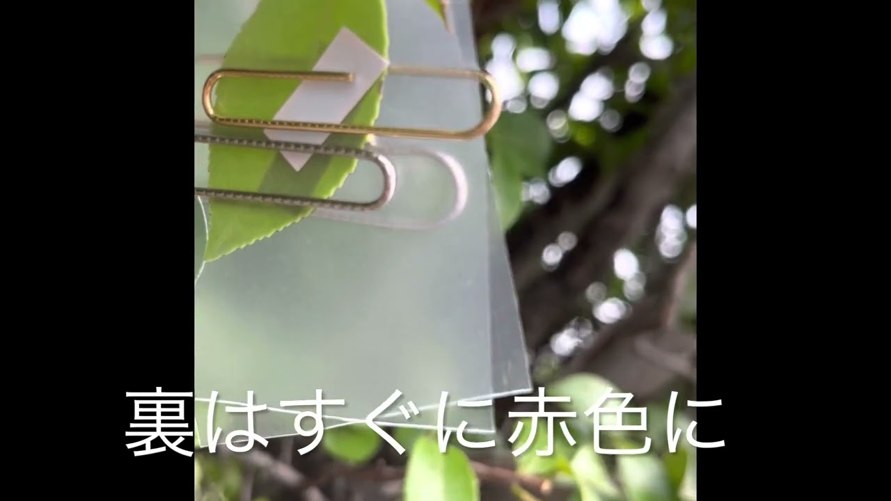 蒸散　葉の表と裏の違い　実験