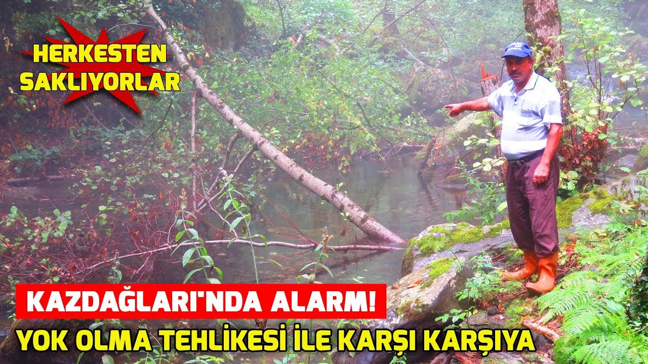 Kaz Dağları'nda kırmızı benekli alabalığa doğal koruma