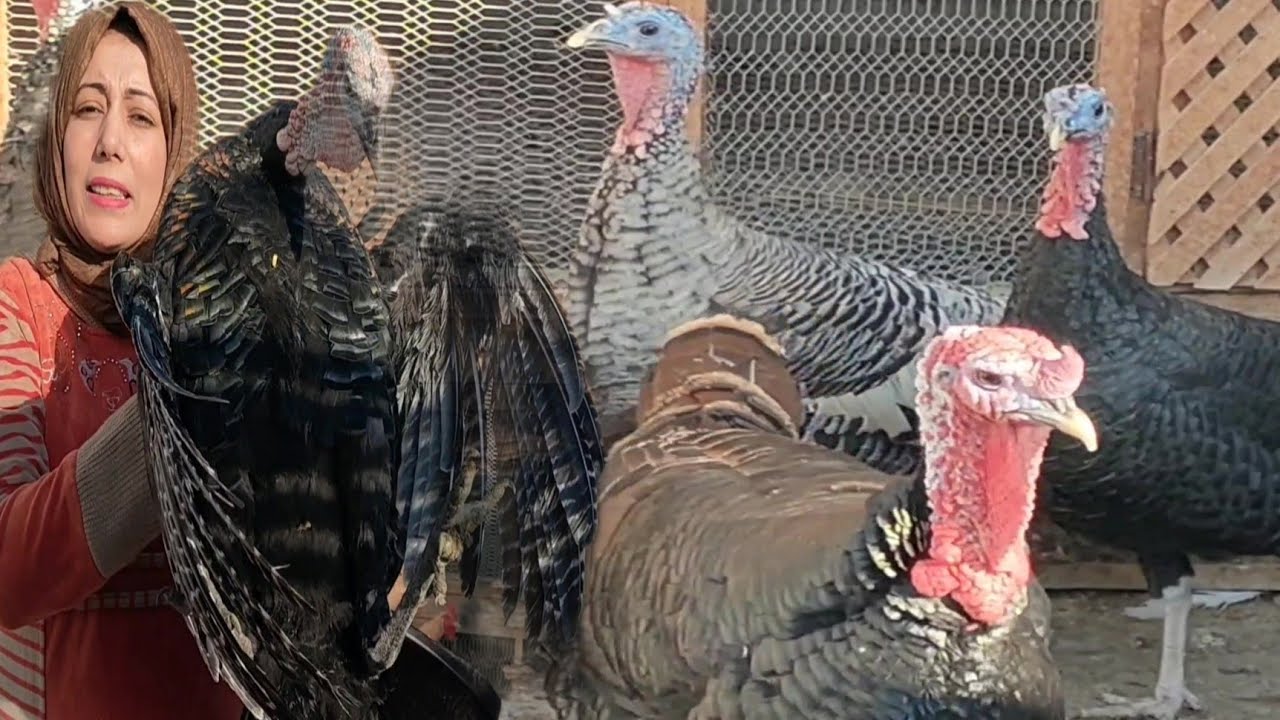 تعرف على عمر الديك الرومي البالغ للتكسير من الصغير في السن