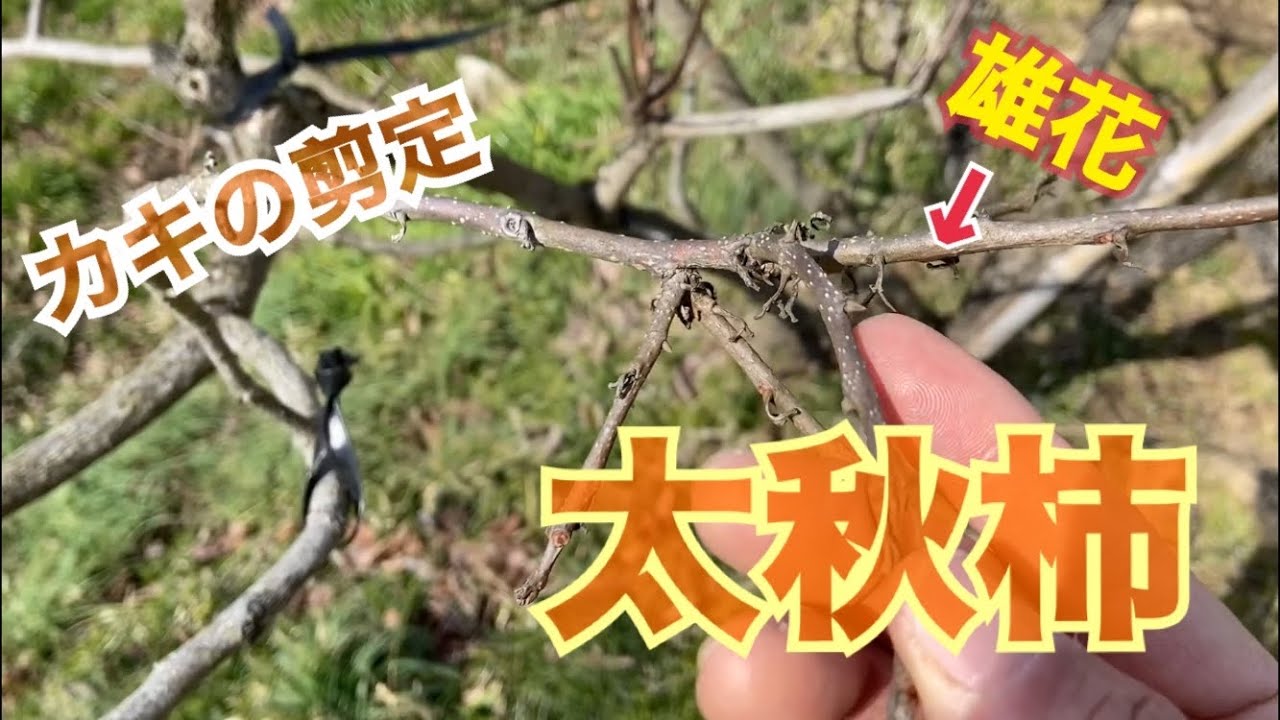 柿の木の剪定#19 人気品種 太秋柿
