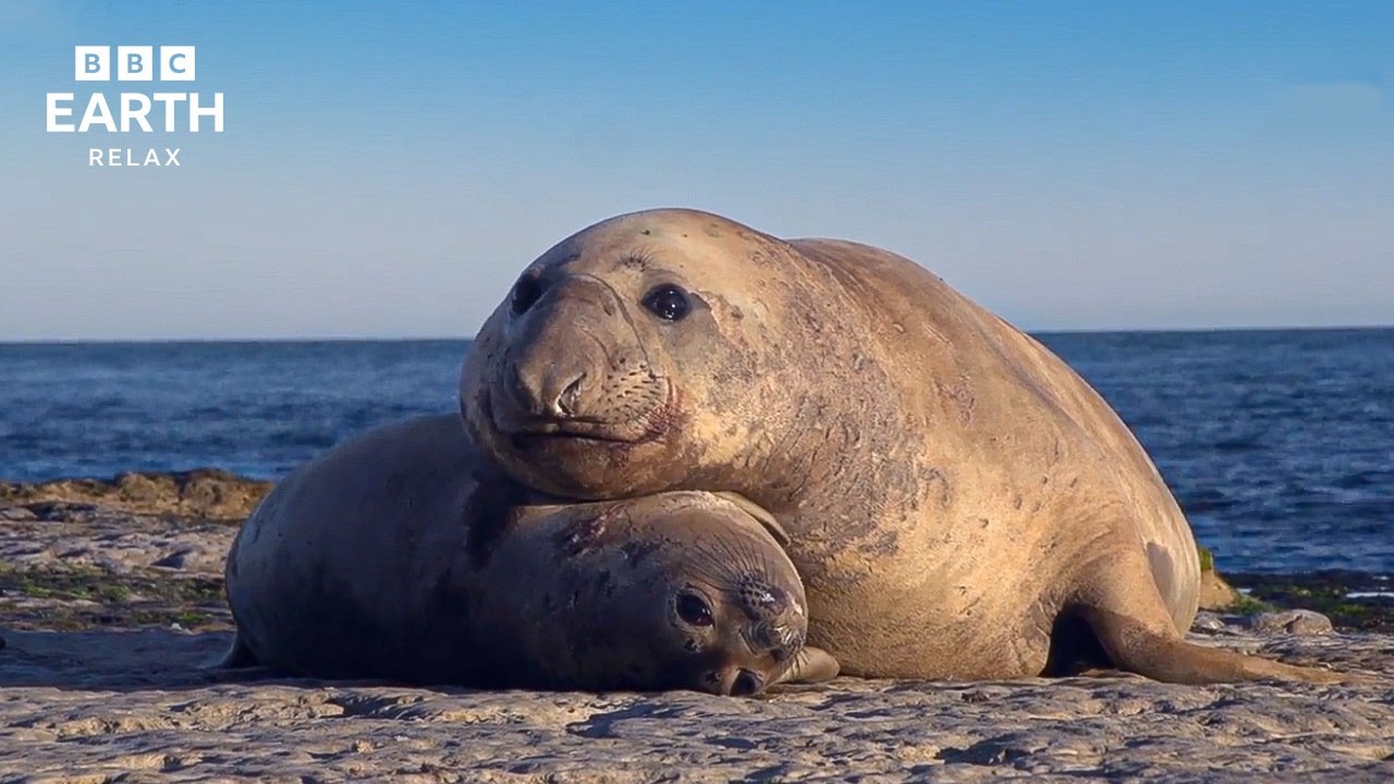 The Wild Place Collection | Peaceful Nature & Wildlife Scenes | BBC Earth Relax