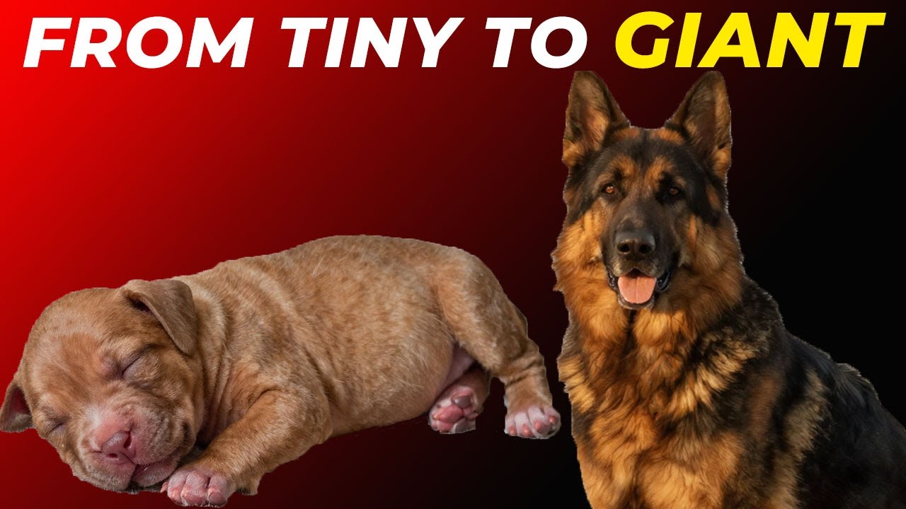 10 Powerful Dog Breeds Growing Up: Puppy to Adult Transformation!