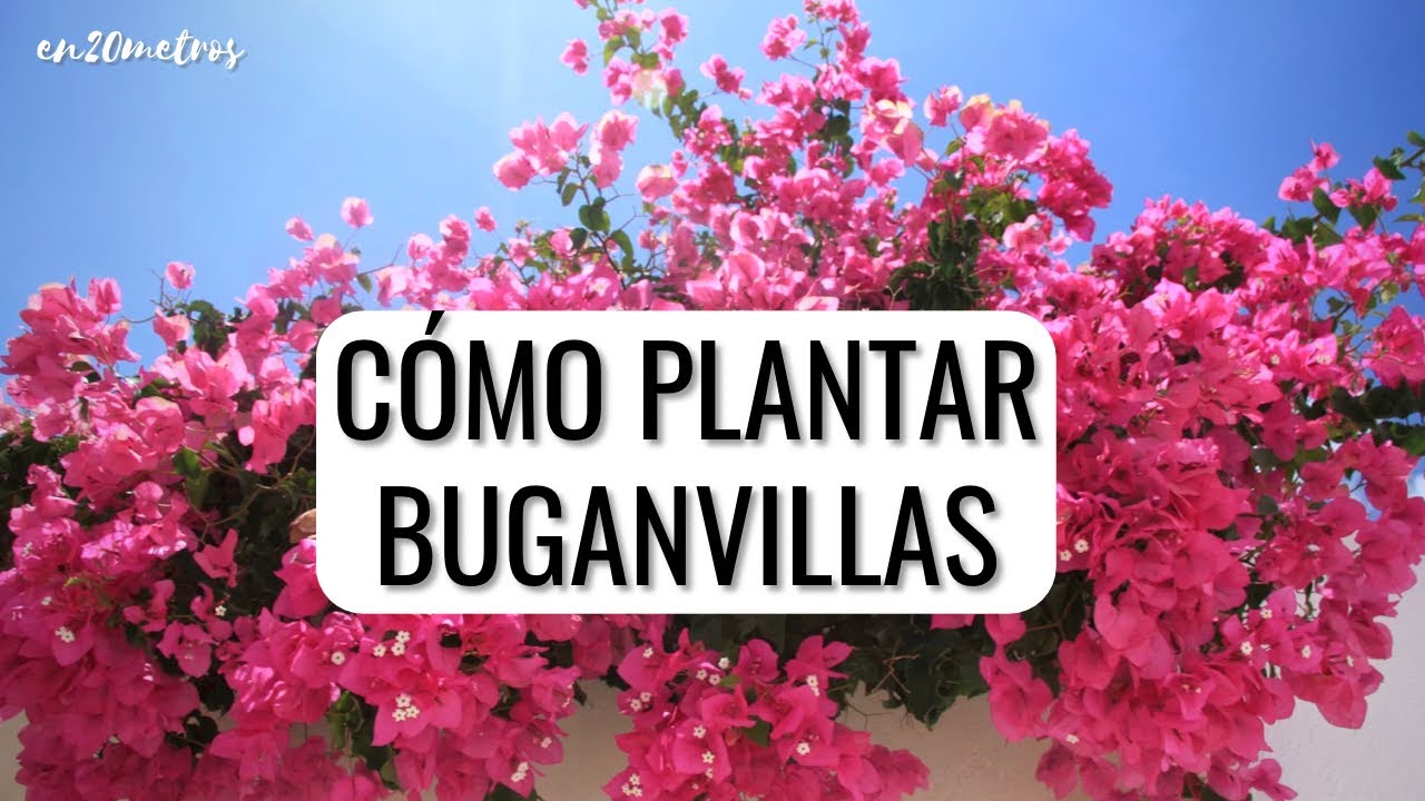 CUIDADOS DE LA BUGANVILLA: cómo plantar bouganvillas en el jardín || en20metros