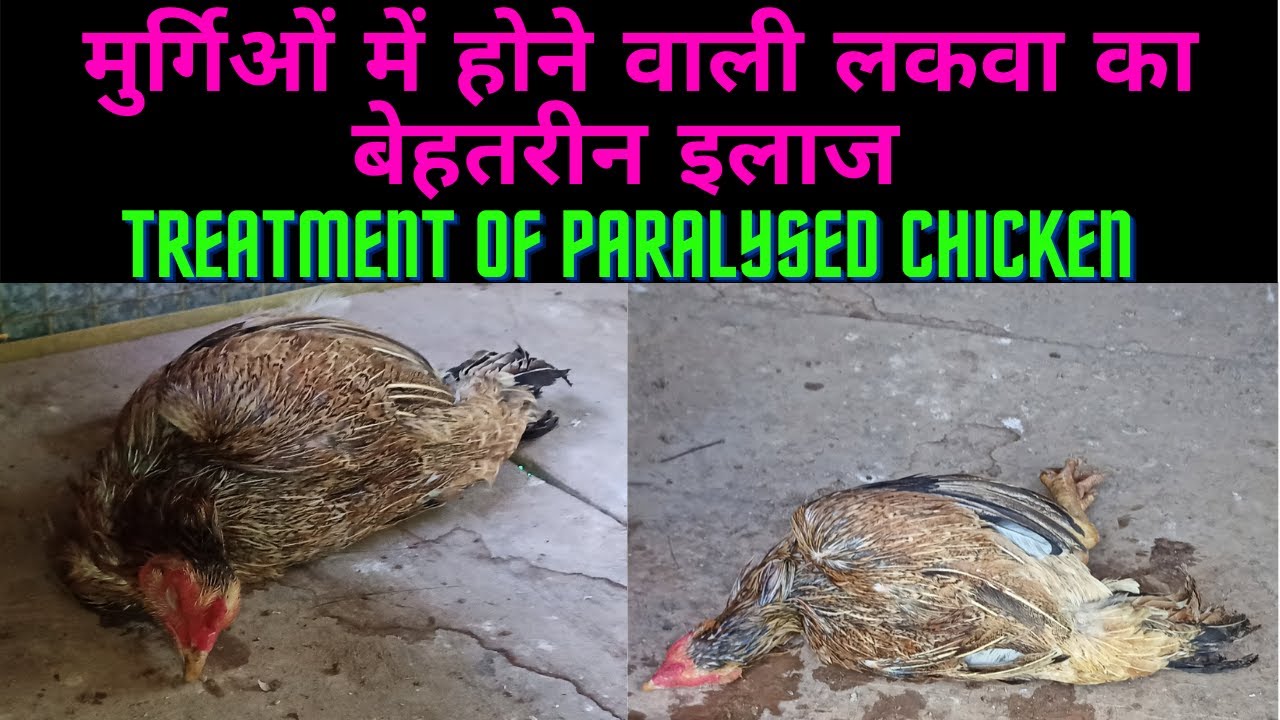 असील मुर्गों में होने वाली लकवा का बेहतरीन इलाज || TREATMENT OF PARALYSIS IN CHICKEN