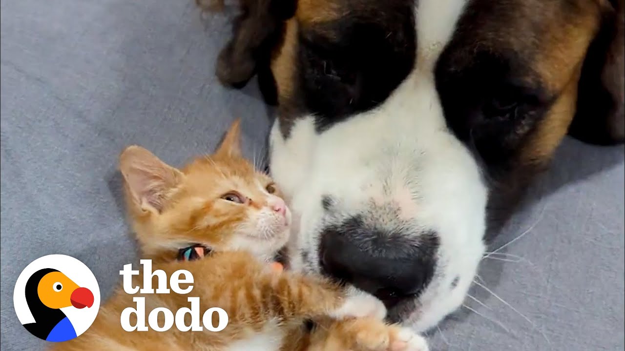Kitten Rescued Just In Time From Water Drum  | The Dodo Odd Couples