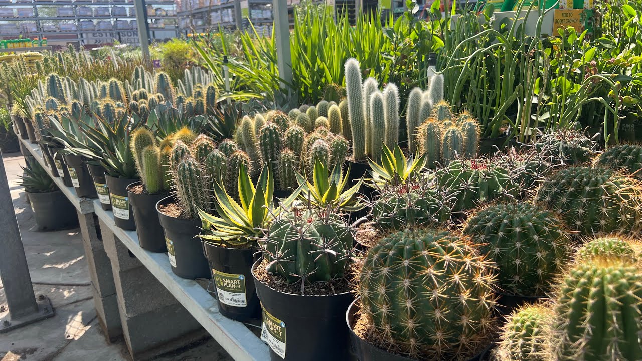 HOME DEPOT CACTUS AND SUCCULENT PLANT SHOPPING TOUR. SEE WHAT I BOUGHT POTTED UP AT THE END. 