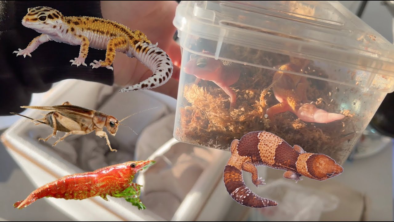 Surungen Kargo Acilimi. Gecko, Karides...etc.