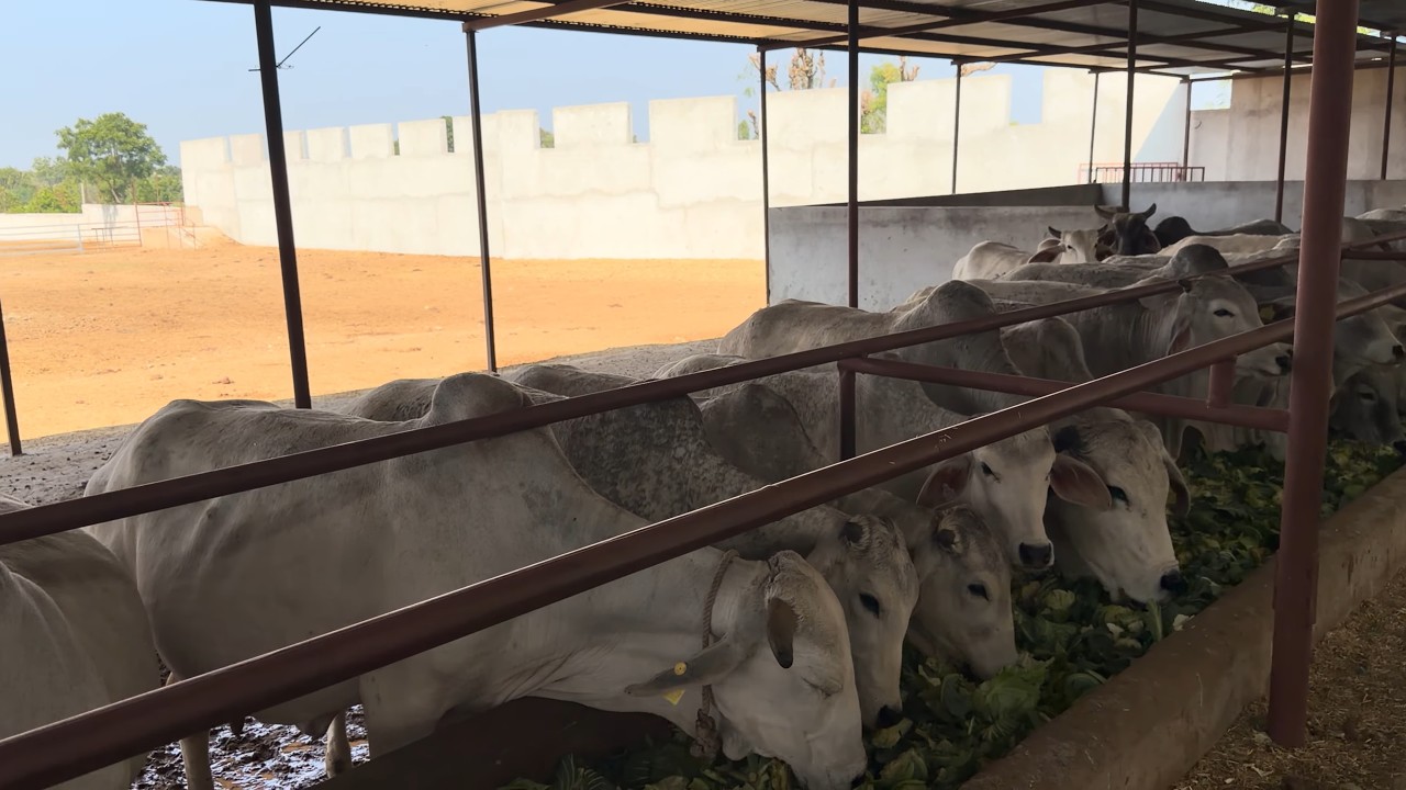 THE REALITY OF DESI COWS