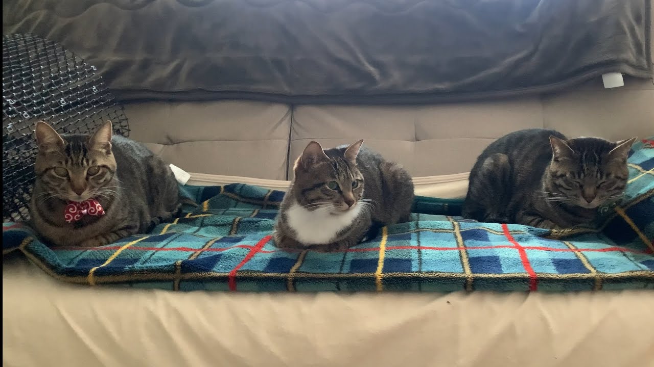 コタツでキジトラファミリーが勢揃い#cat #キジシロ #キジトラ #キジトラ兄弟 #靴下猫 