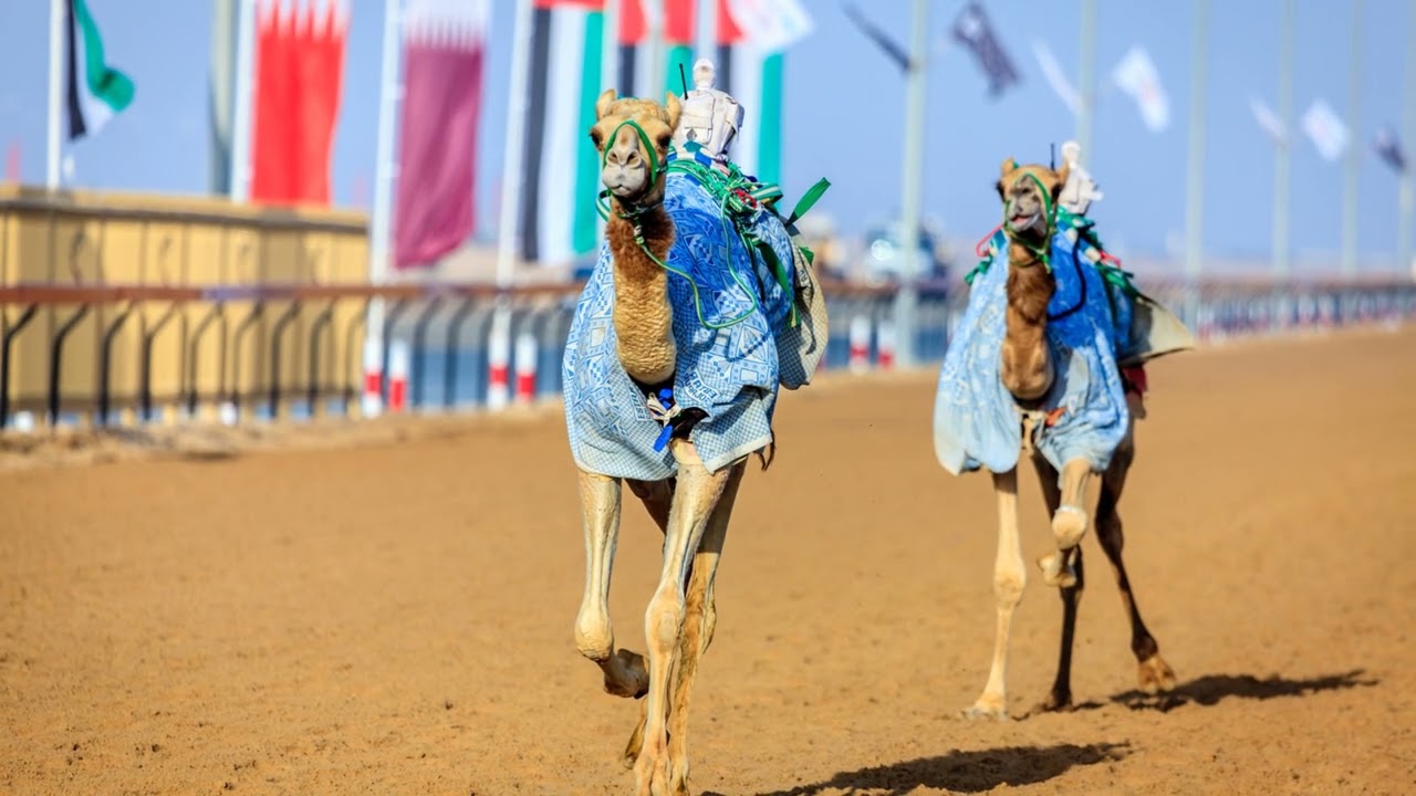 Camel Racing Unleashed: The Desert’s Fastest Show on Sand 