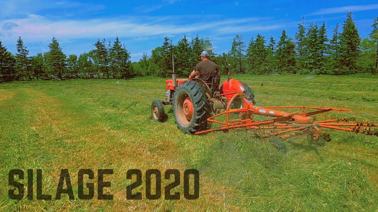 Raking up First Cut Silage with the MF 135