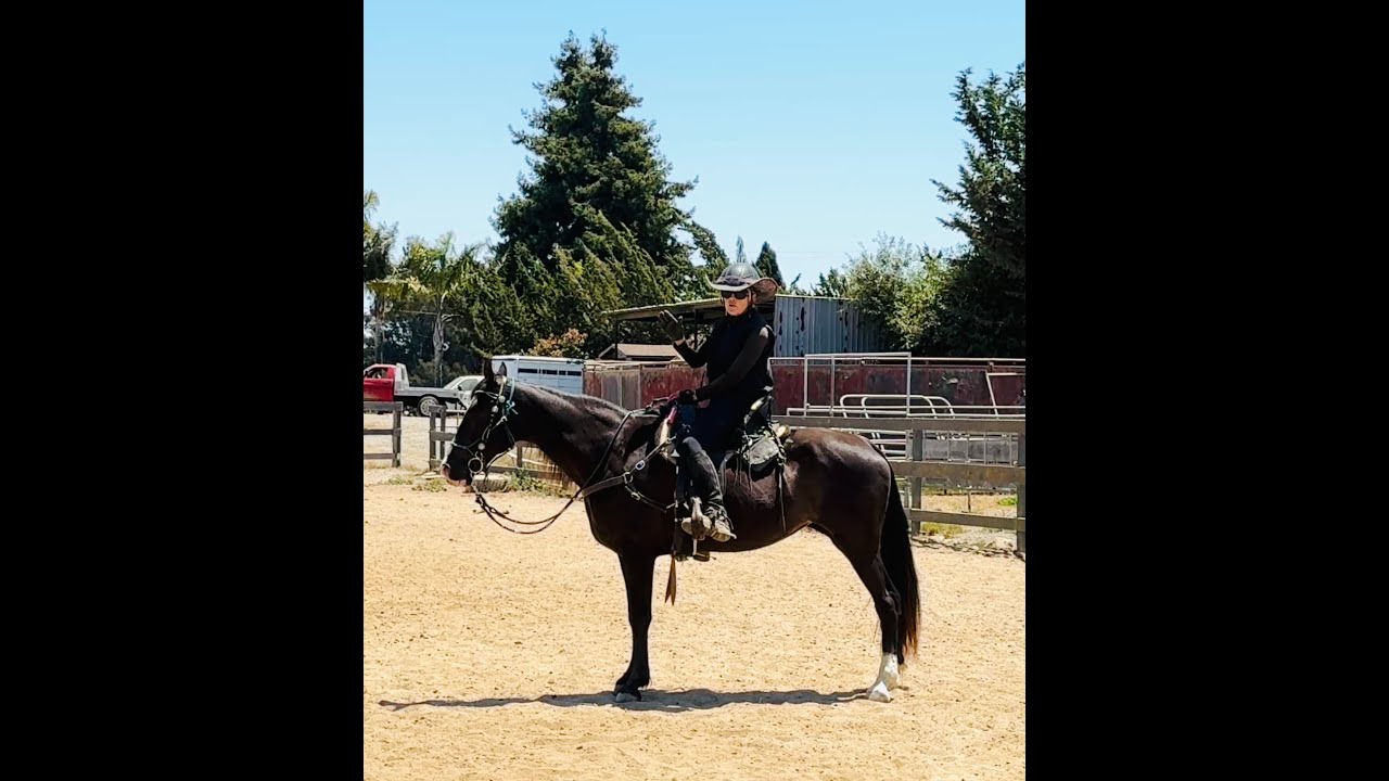 More Info on Gaited Bits - Gaited Horse Training