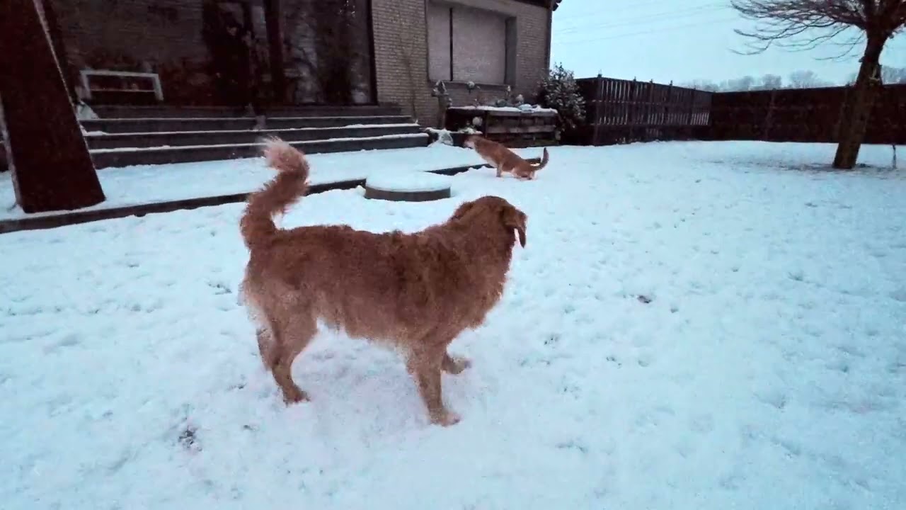 Dogs in Snow