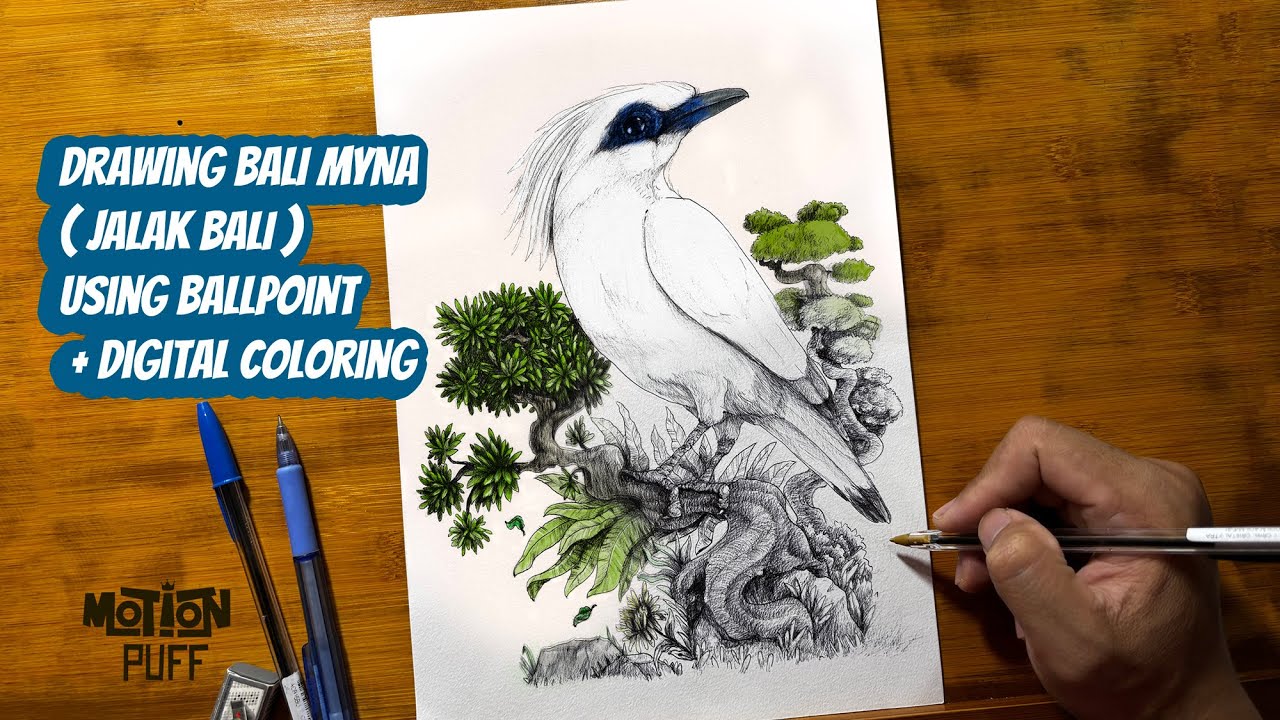 Drawing Jalak Bali Bird ( Bali Myna ) using ballpoint and digital coloring