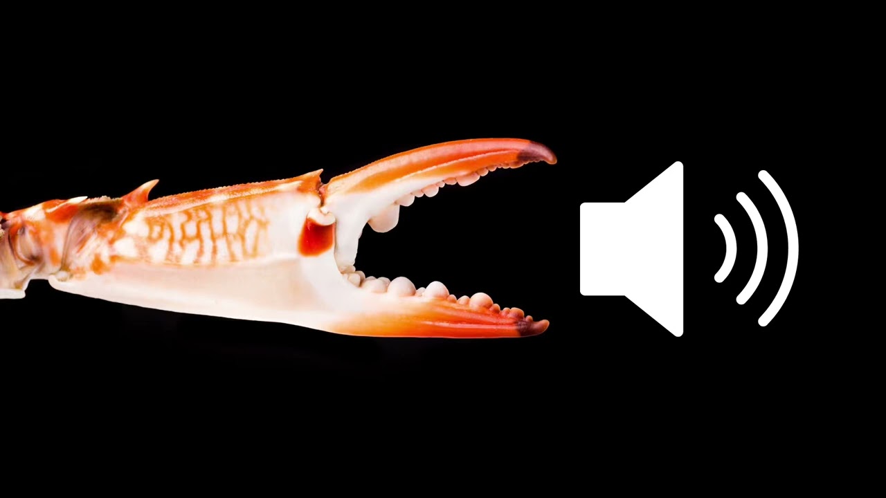 🦀 Crab claw pincer close bite sound effect SFX (HD)