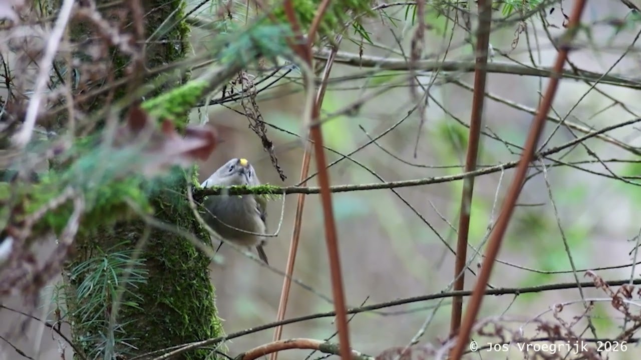 Vuurgoudhaan en Goudhaan De verschillen ;  Firecrest Goldcrest  the Differences