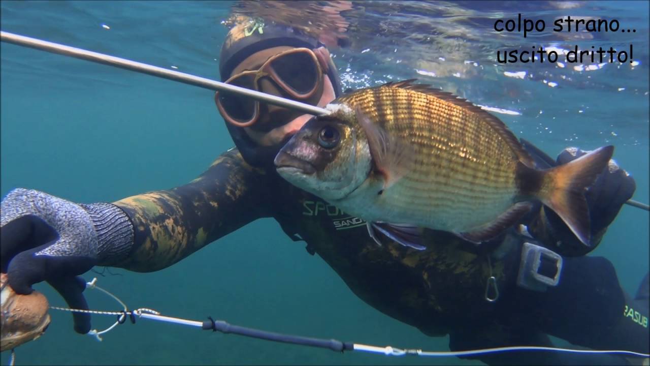 pesca in apnea A CACCIA DI SARAGHI con lo SPARAMINE e la muta SANDWICH SPORASUB