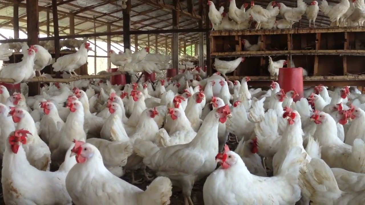 Ferme Avicole  de 10000 pondeuses à Bamako .