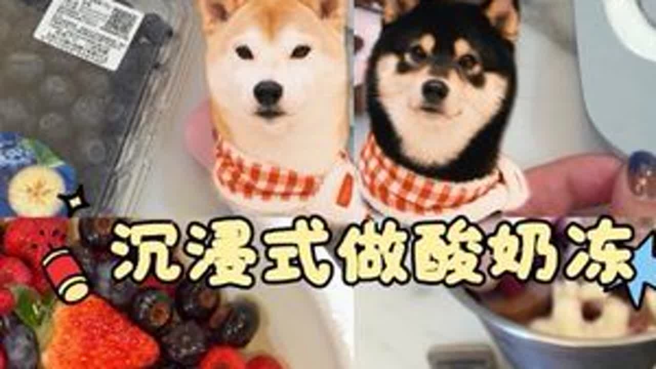 低成本在家给小狗做好吃的酸奶冻 #狗狗 #沉浸式备餐 #酸奶冻 #狗狗零食
