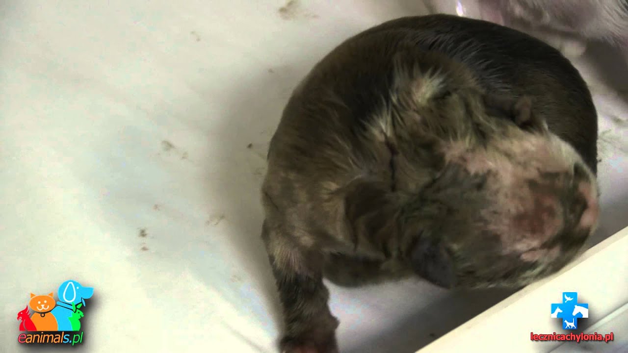Por&oacute;d psa buldog angielski,USG, cesarskie cięcie (eanimals.pl)