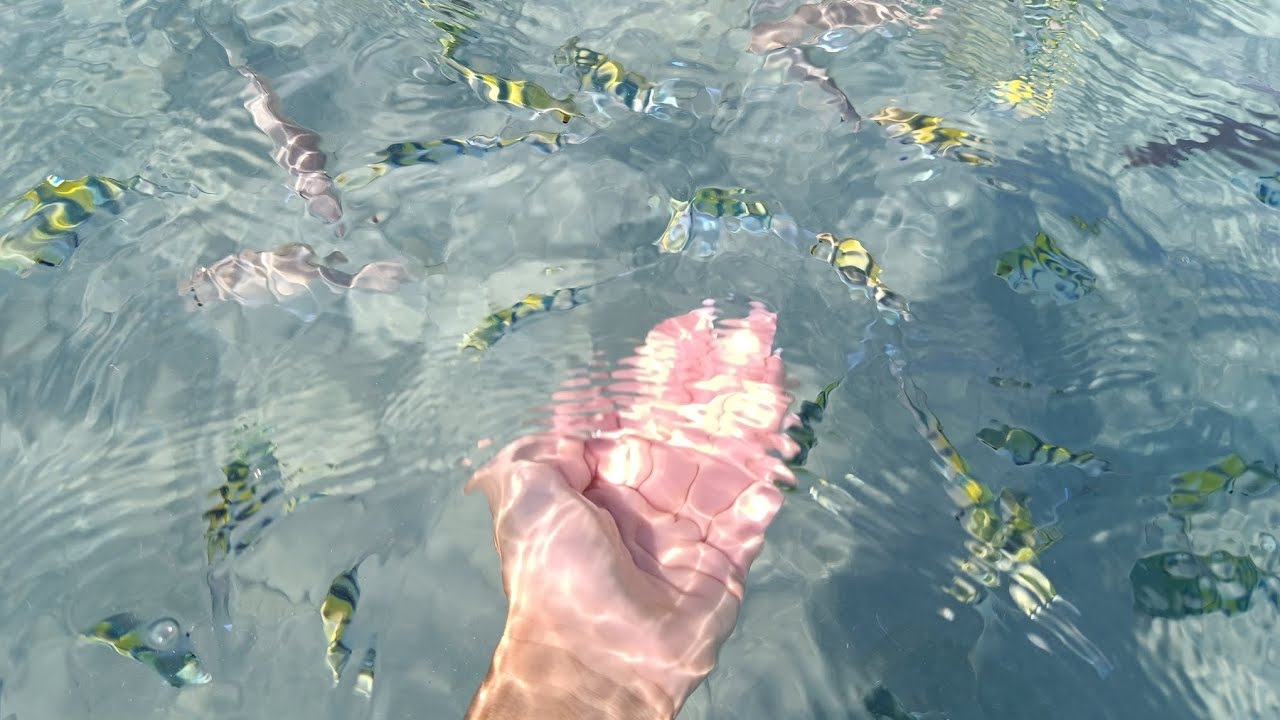 Hurghada Long Beach Resort - Karmienie ryb z rafy