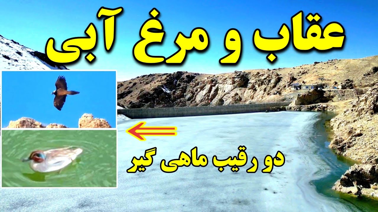 عقاب و مرغ آبی در بند همبستگی | افزایش آب امروز چقدر بود؟