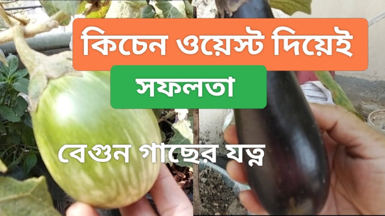 রান্নাঘরের ওয়েস্ট দিয়েই বেগুন গাছের দারুণ ফলন।Organic Fertilizer Guide.#ছাদবাগান#বেগুন গাছ#জৈব সার