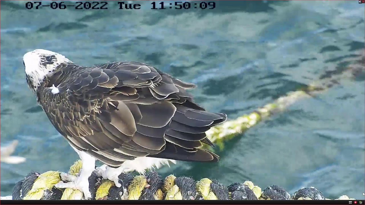 Port_Lincoln Osprey Live Stream Jun 2022