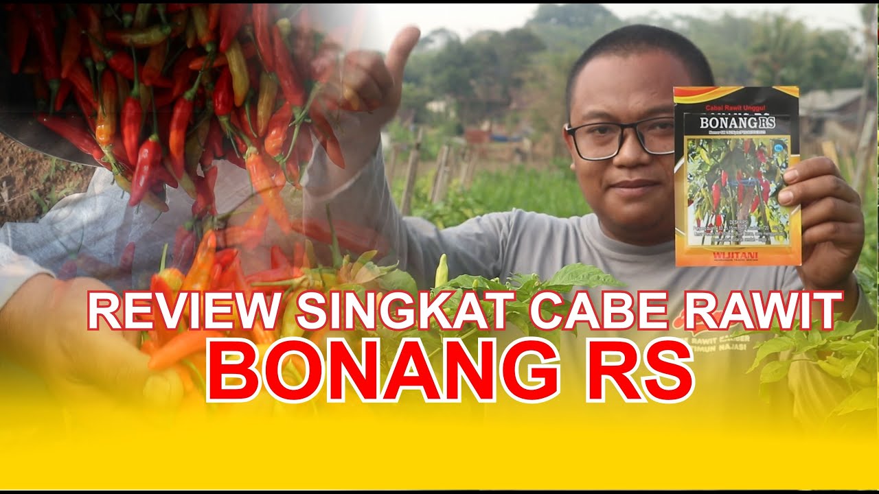 Review singkat cabe rawit unggulan BONANG RS