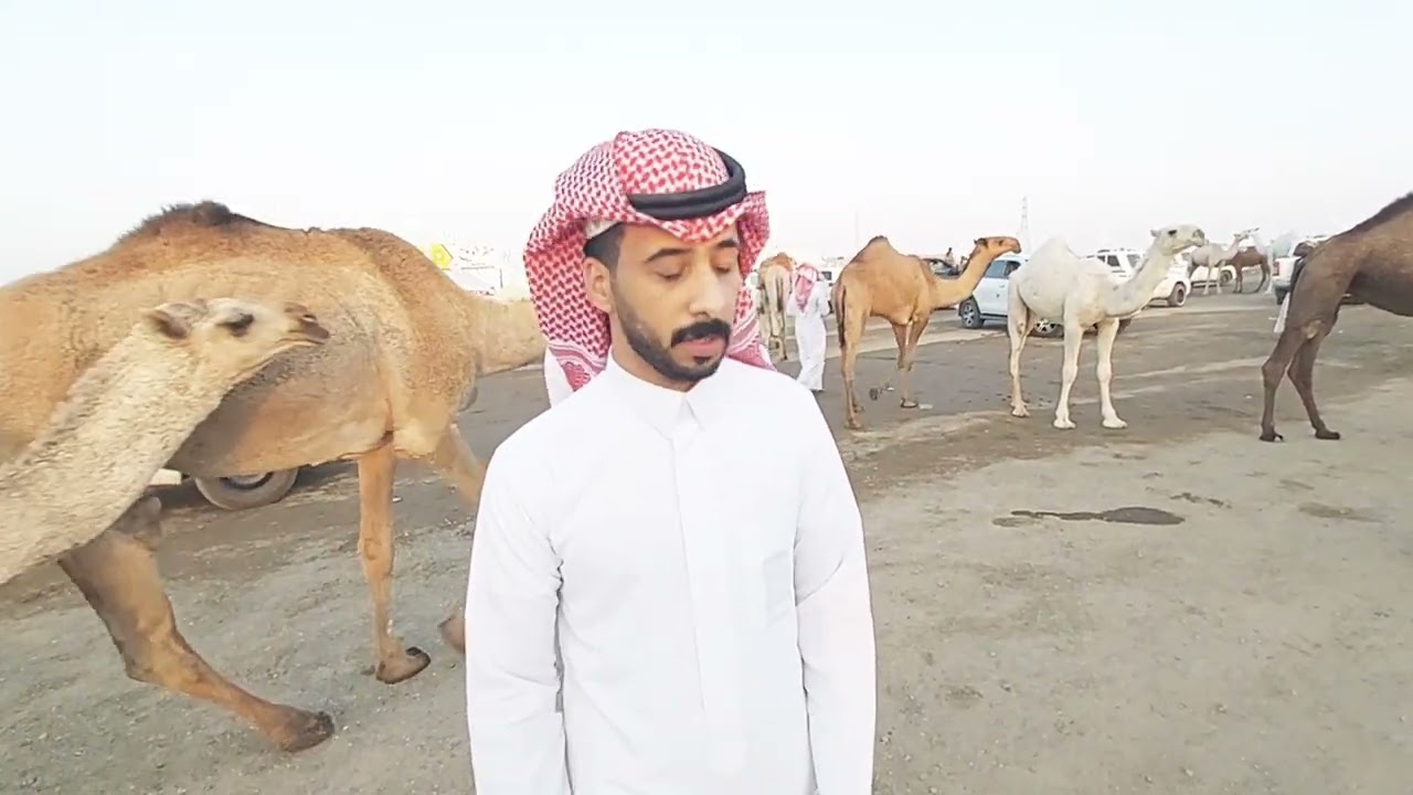 جوله في مزاد العقيلات للابل في بريده 