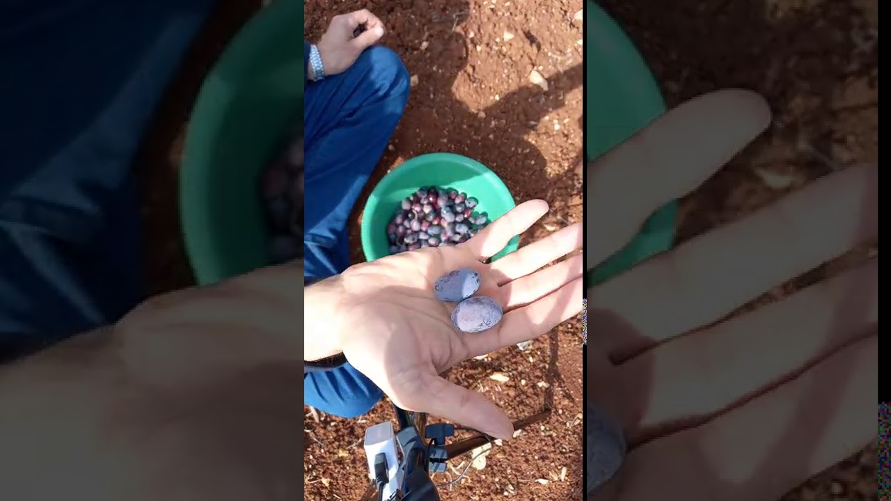 الزيتون البلدي ( الصري، الصوري، السوري، بلدي ابو نقطة) حسب فرق اللهجات، والزيتون البلدي الرومي