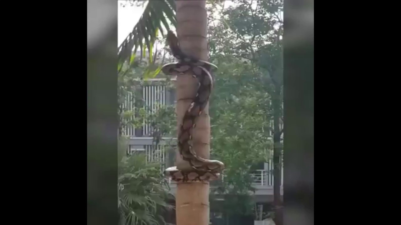 Snake Climbing a Coconut Tree