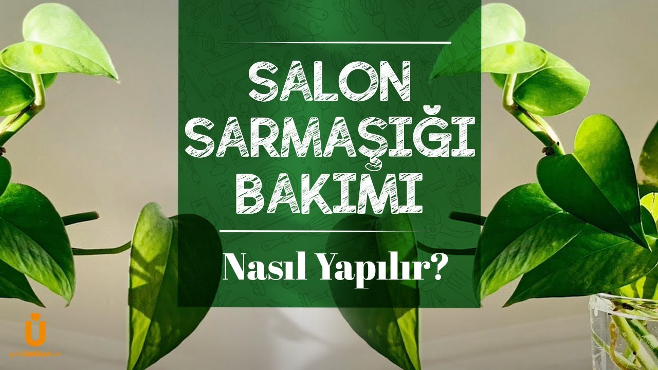 Salon Sarmaşığı Bakımı Nasıl Yapılır? | Salon Sarmaşığı Bakımı Hakkında Bilmeniz Gerekenler