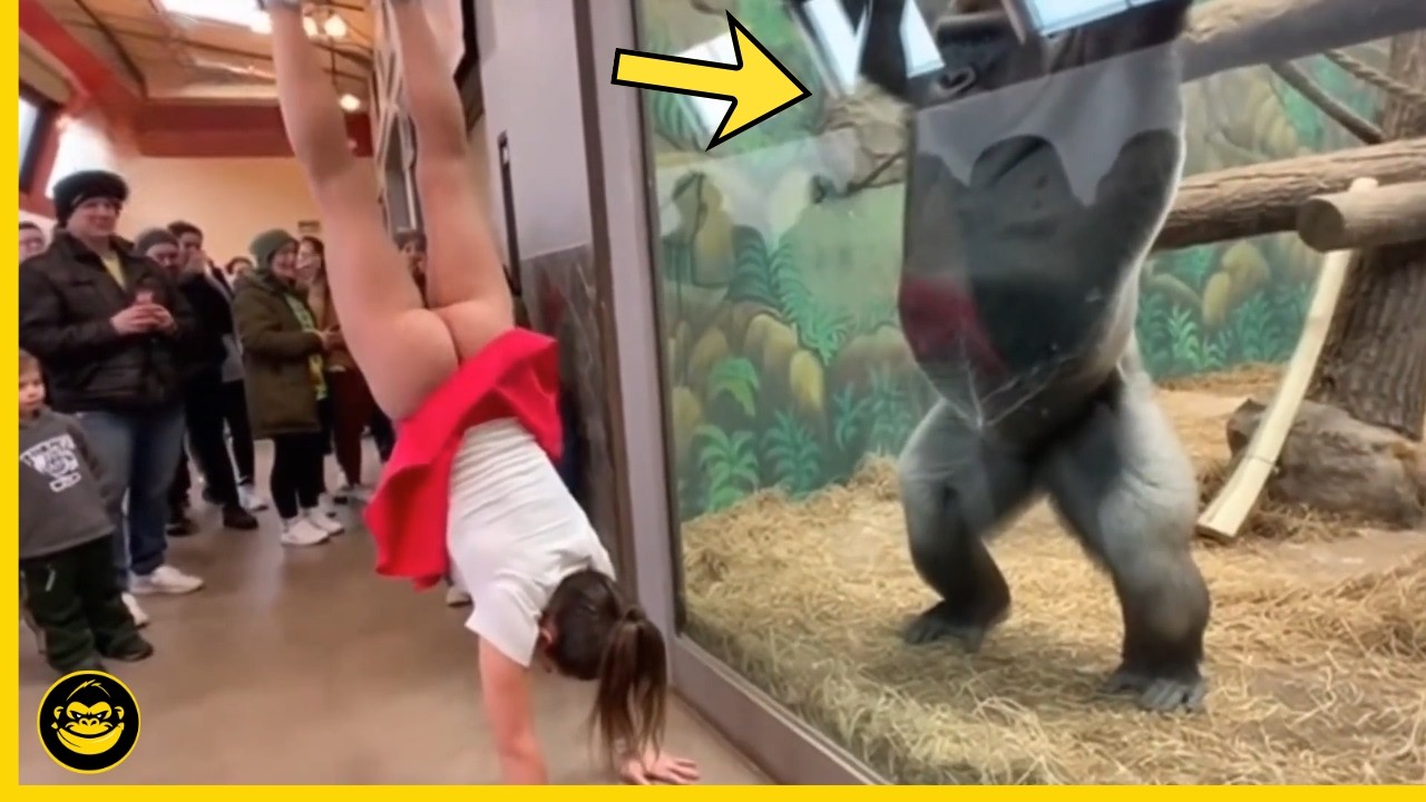 🤣👉 Momentos GRACIOSOS de GORILAS que demuestran lo HUMANOS que somos.. #14