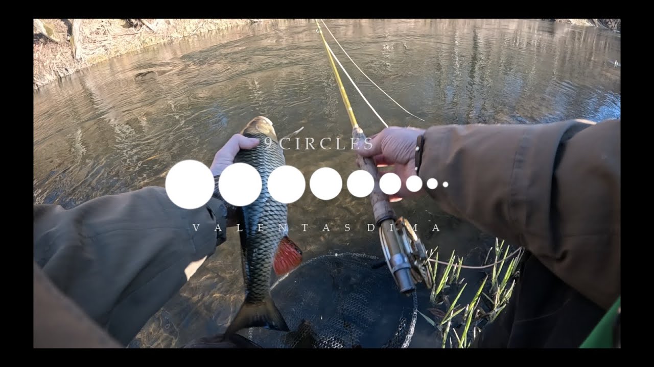 Šapalų sezono atidarymas museline 2025 04 02 Chub flyfishing