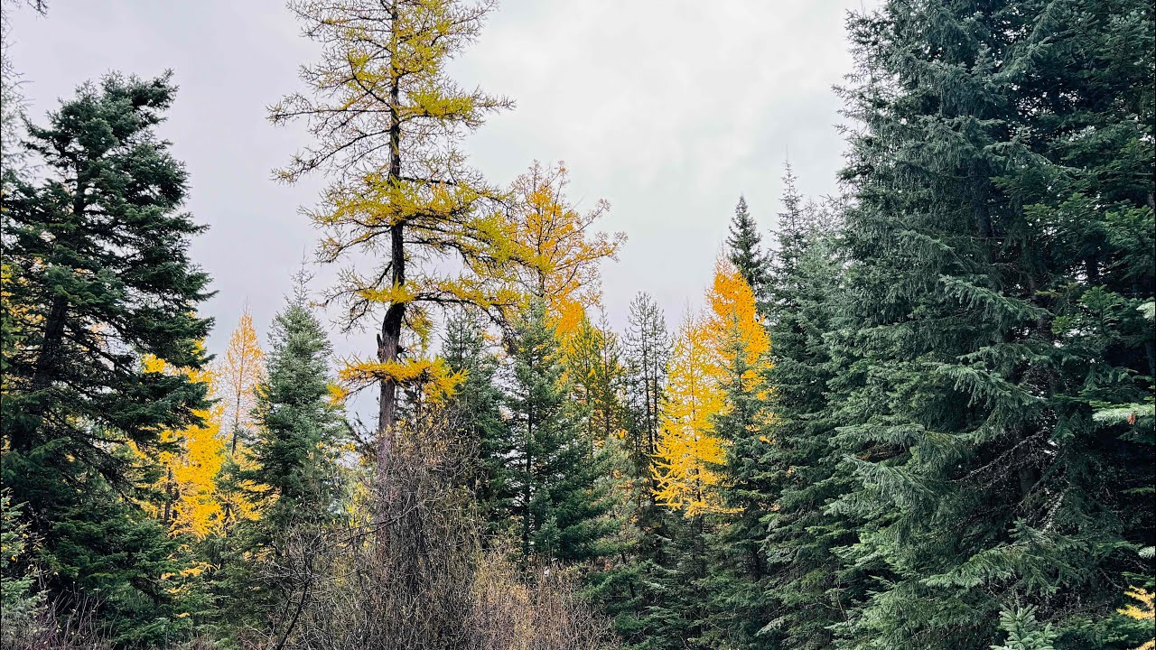 Emigrant Springs Nature Loop (Meacham, OR)