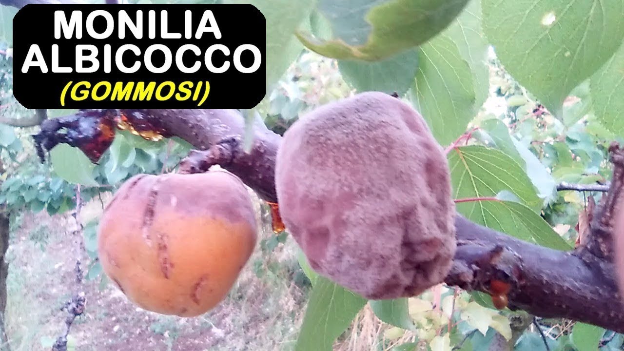 MONILIA ALBICOCCO