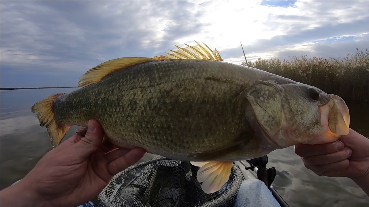 Big Bass in the Bush River, Maryland
