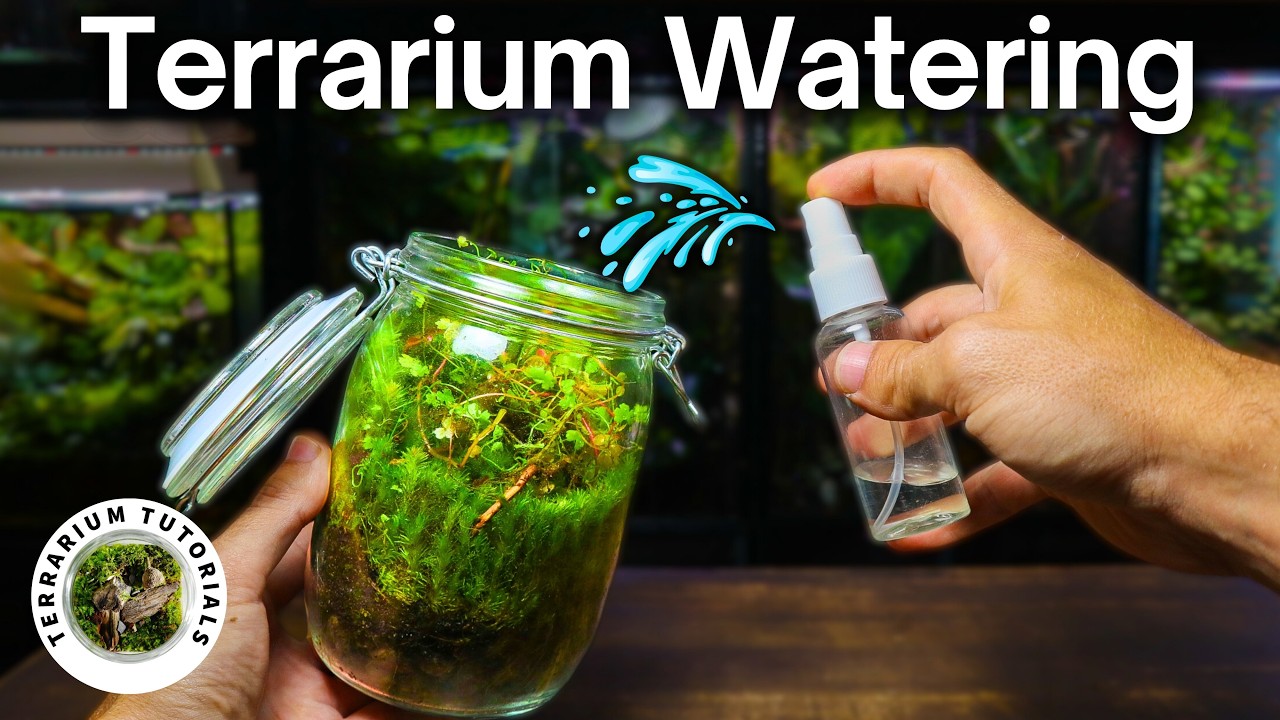 How To Water A Terrarium - Simple Beginner Guide