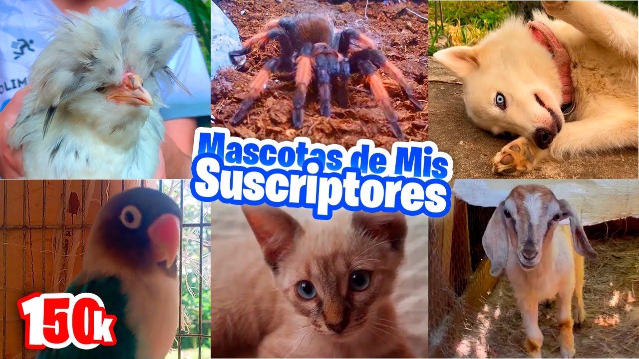 Los Animales de Todos Mis Suscriptores | Especial 150k 🐔🐣🐦🐇🐕🦆🦃🐖🐈🦜🕷️🐐