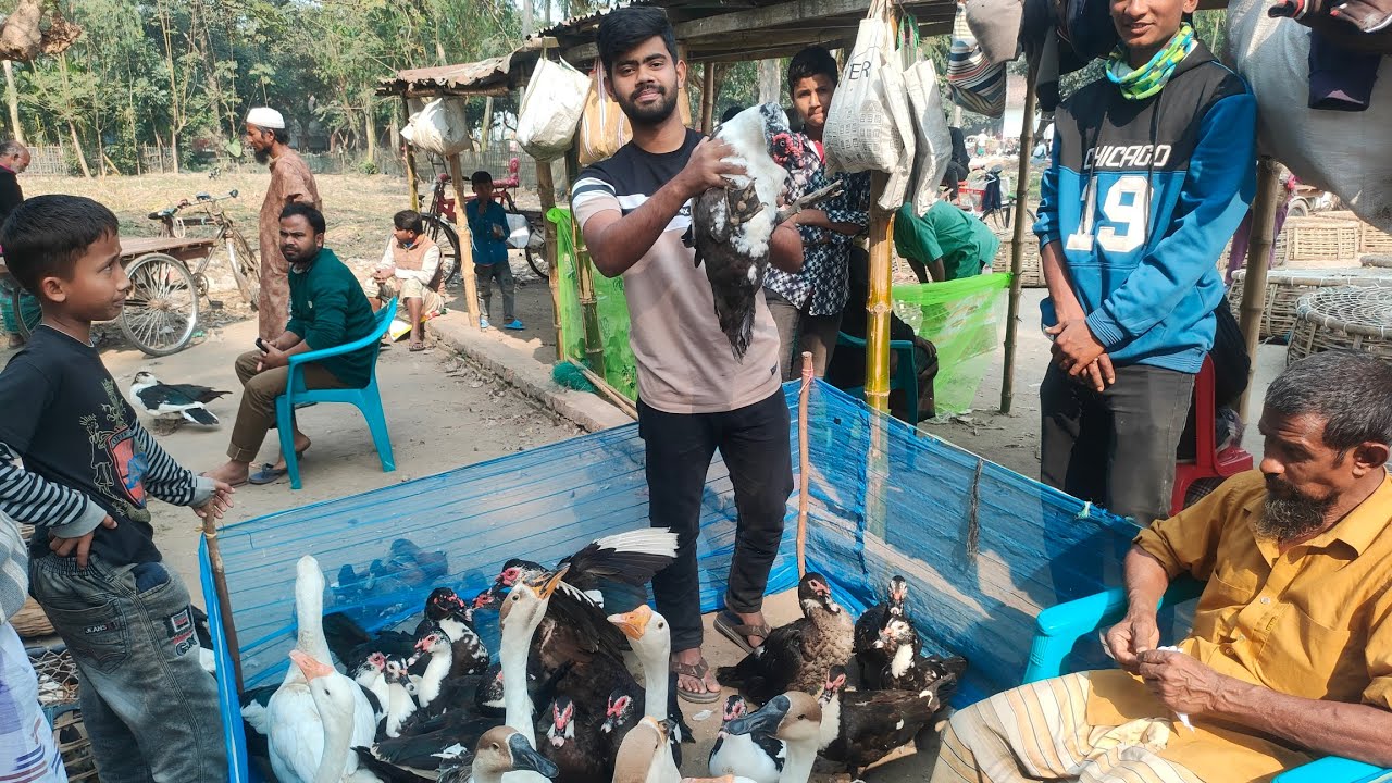 চিনা হাঁস ও রাজা হাঁসের দামের ধারণা নিন ।